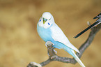 budgie