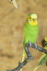 budgie