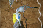 budgies