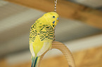 budgie