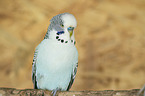 budgie