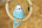 budgie