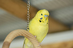 budgie