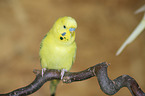 budgie