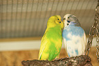 budgies