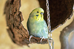 budgie