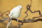 budgie