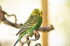 budgie