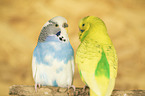 budgies