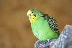 budgie