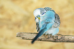 budgie