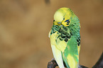 budgie