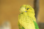 budgie