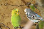 budgies