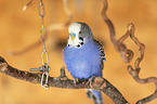 budgie