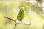 budgie