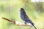 budgie