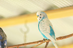 budgie