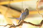 budgie