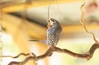 budgie