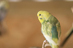 budgie