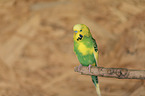 budgie