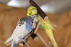 budgies