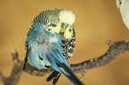 Budgerigar preening