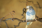 Budgerigar sitting on branch