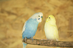 two budgies