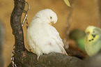 three budgies