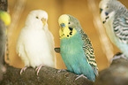 four budgies