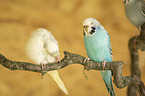 two budgies