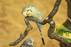 three budgies