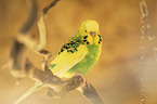 Budgerigar sitting on branch