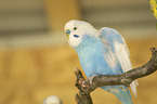 Budgerigar sitting on branch