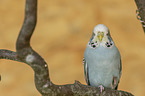 Budgerigar sitting on branch