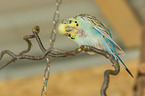 Budgerigar preening