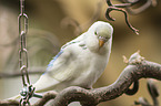 Budgerigar sitting on branch