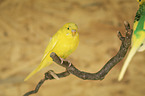 two budgies