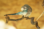 Budgerigar preening