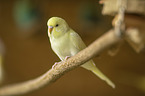 Budgerigar sitting on branch