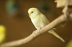 Budgerigar sitting on branch