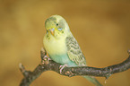 Budgerigar sitting on branch