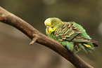 budgie