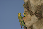 budgies