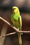 budgie