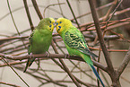 budgies