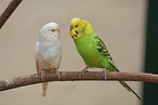 budgies