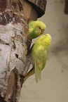 budgie